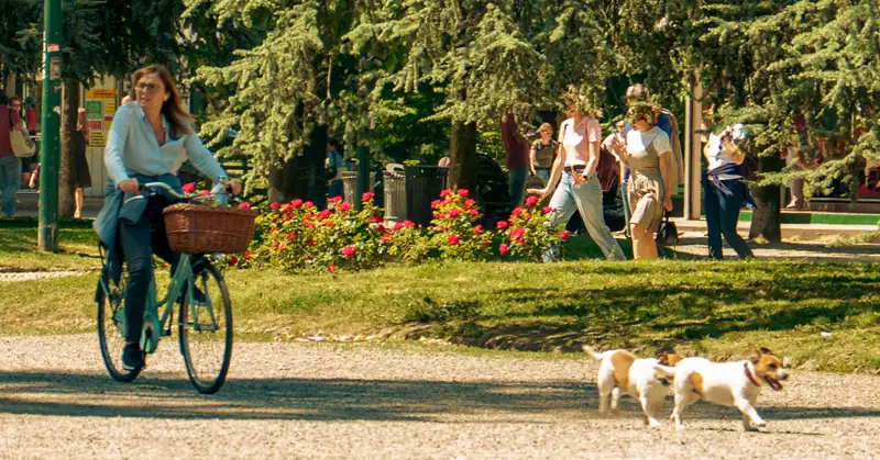 A bicycle and two terriers