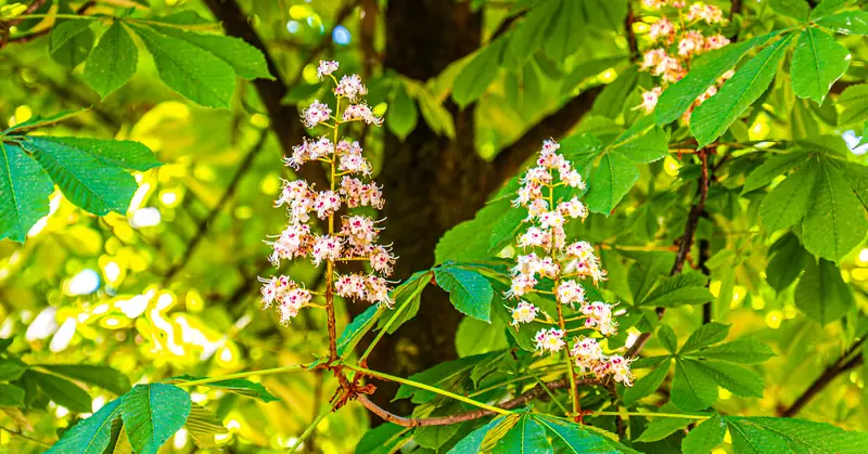 Horse chestnut in flower