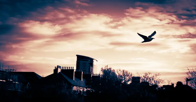 Gull over the rooftops at dusk