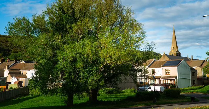 Tree and church spire