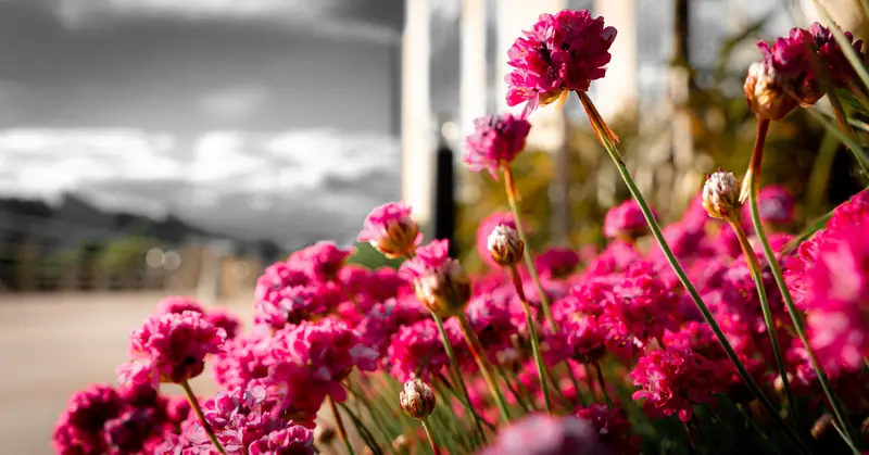 Sea thrift by the waterfront