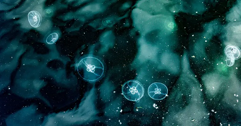 Jellyfish in the dock
