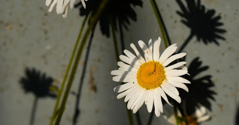 Daisy and its shadow