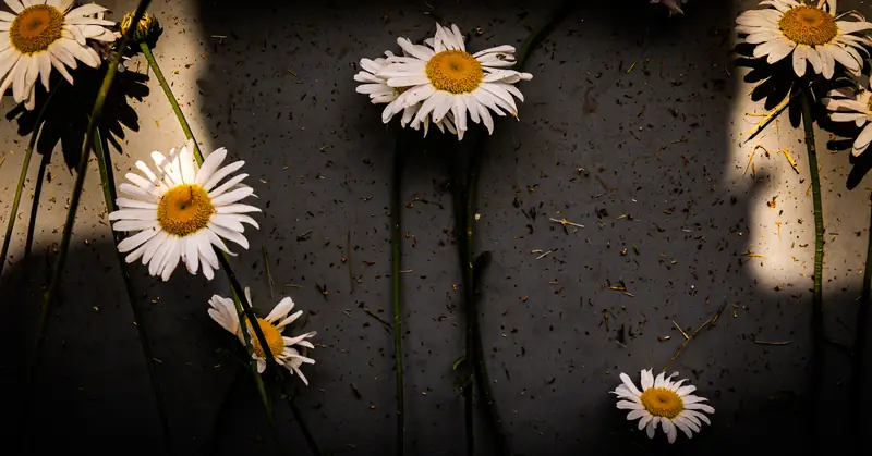 Daisies on dark ground