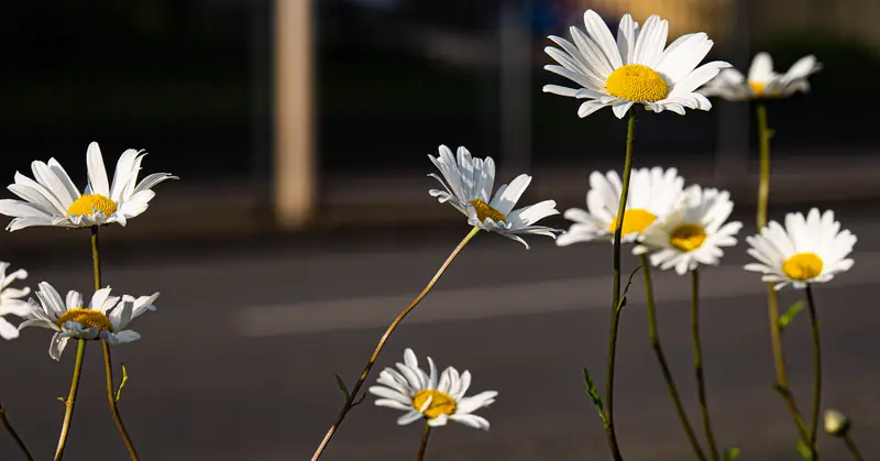 Daisies by the roadside